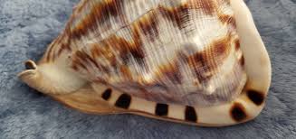 Large “King's Crown” Conch Shell 8" /6"/ 5" | eBay