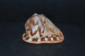 Vintage Carved Cameo Lady on Red Helmet Seashell Made in ...