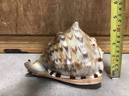 Vintage Bull Mouth Shell Natural Home Decor Vintage Helmet ...