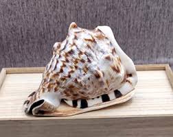 King Helmet Seashell Cassis Tuberosa (1 Shell Approx. 5+ ...