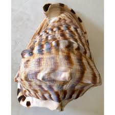 Large Striped Seashell | Chairish