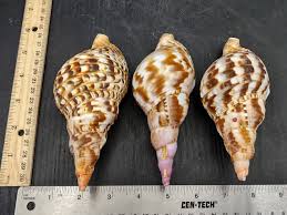 Caribbean Triton Seashell Charonia Tritonis (1 shell approx ...