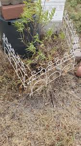 How to revive and care for a neglected plant?