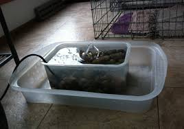 Dog Cat Recycling Water Bowl : 6 Steps (with Pictures ...