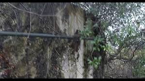 Old Ghost Town Site in The Green Swamp (Part Two) - YouTube