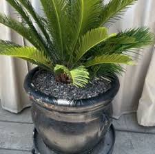 Sago Palms for Sale in Rancho Cucamonga, CA - OfferUp