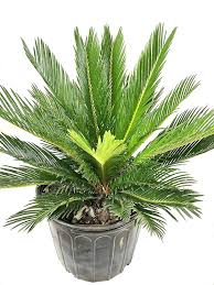 Amazon.com : Sago Palm - Live Plant in an 10 Inch Pot ...