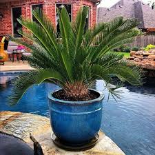 Great Plants for Patio and Pool Side Containers – Cascade ...