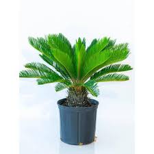 national PLANT NETWORK 10 in. King Sago Palm Plant in Black ...