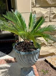Sago palm thriving in warm weather