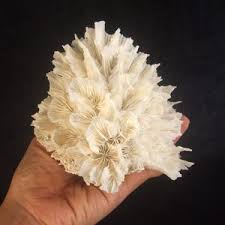 Coral Cactus - Etsy Sweden