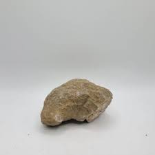 Geodized Fossil - Etsy