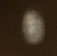 This tiny cluster of eggs appeared on my window in late ...