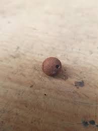 10mm, highly porous balls appeared on top soil of garden ...
