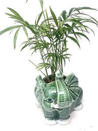 Parlor Palm Plant Live Victorian Chamaedorea Elegans In ...