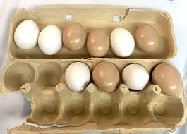 10 Mini Decorative Bird Nest Eggs | eBay