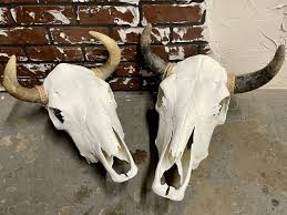 Assorted Steer Skulls -Unpolished (87bc70) - Mission Del Rey ...
