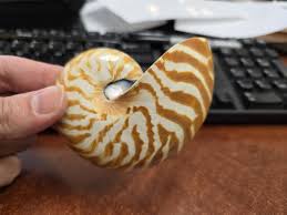 Stripe SLICED CHAMBERED NAUTILUS Shell 3 1/2" - Etsy