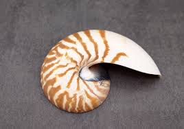 Natural Nautilus Seashell Right Cut Single Half Nautilus ...
