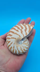 Chambered Tiger Nautilus Shell – Striking Natural Ocean ...