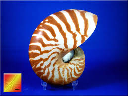 Small Natural Tiger Nautilus