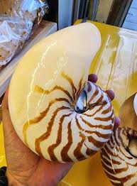 Wholesale Nautilus Seashell Natural Polished Shells for ...