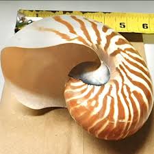 Nautilus Shells 5-6” Tiger Striped Chambered – Treasures ...