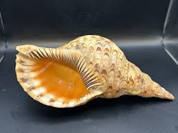 Triton Conch Seashell Beach Decor - Etsy