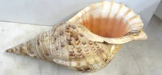 Lot - Large Rare Charonia Teitonis Conch Shell