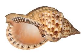 Beautiful Large TRITON TRUMPET Horn Sea Shell Charonia ...