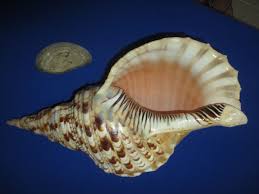 HUGE Charonia Tritonis+Opercular-TritonsTrumpet,365mm length ...