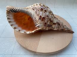 11 Inch Triton Trumpet - Beautiful Shells - Real Shell ...