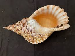 Pacific Triton Specimen Shell 16-17" - The Shell Shop