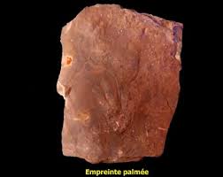Authentic FOSSIL PRINTS TETRAPODS Palmate Extremely Rare, Anthichnium Salamanderoids, Permian of Lodève. Ref1-permian-palm - Etsy Australia