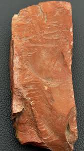 Is this a fossil? If so, what type? Found in Paleocene era butte in North Dakota : r/FossilHunting