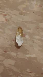 What could this yellow-white rock be? : r/whatsthisrock