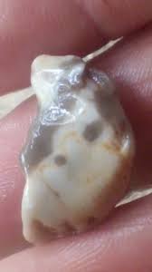 We found a weird Spotted Chert Stone - YouTube