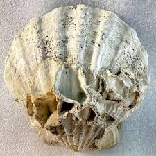 Chesapecten Jeffersonius Large Scallop Shell Fossil ...