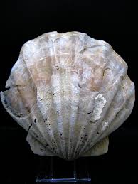 Chesapecten jeffersonius | #17 | Fossils for Sale