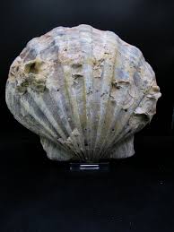 Chesapecten jeffersonius | #23 | Fossils for Sale