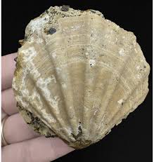 Fossils For Sale | Fossils-UK.com | Rare Santonian, Upper ...