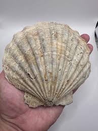 Large Fossilized Chesapecten Scallop Shell Pair - Fossil ...
