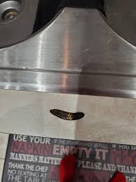 What is this? Black and brown about an inch in length narrow and hollow. Step daughter keeps finding them on the carpet in her room : r/whatisthisthing