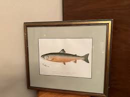 Original Vtg DENTON Fish Print Male Sunapee Trout Framed ...