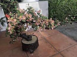 Vintage Large PINK Glass BONSAI Tree 37” Long Mid Century | eBay