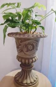 希少品種】ラフィドフォラテトラスペルマパラゴン 斑入り ヒメ ...