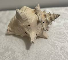 Large Queen Conch Sea Shell Natural Pink Very Old Ocean ...
