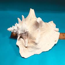Large 8 Inch Sea Shell Vintage Huge Natural Collectable ...