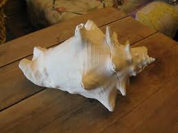 Vintage Conch Sea Shell Florida Sea Shell Natural 10 ...
