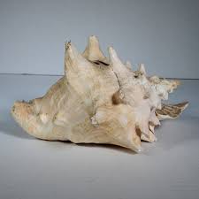 Large Spiked Conch Shell Beautiful Natural Beach Home Decor ...